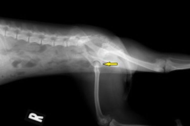 レア！ キリン ★ 大腿骨（femur leg bone） 雄牛大腿骨3Dモデル - TurboSquid 874325