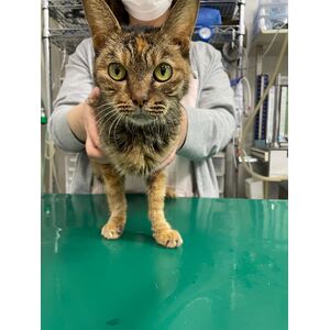 交通事故で尿道が破壊され、尿道転移術を行った子猫  症例報告  動物 