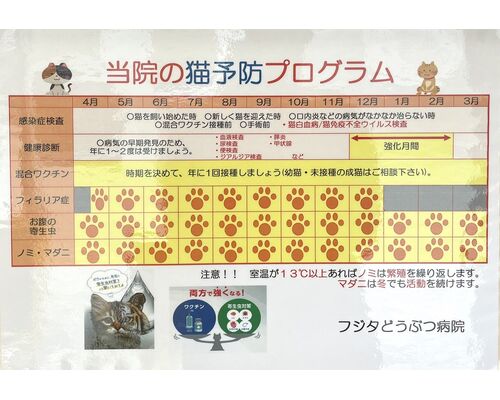 猫　プログラム