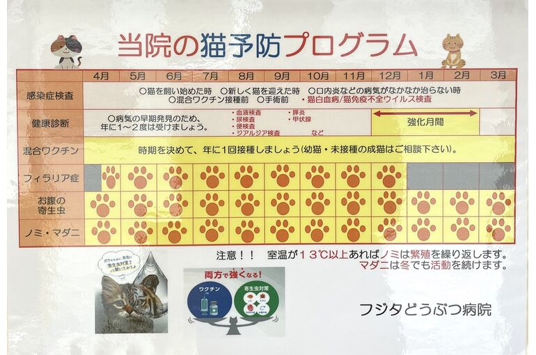 猫　プログラム