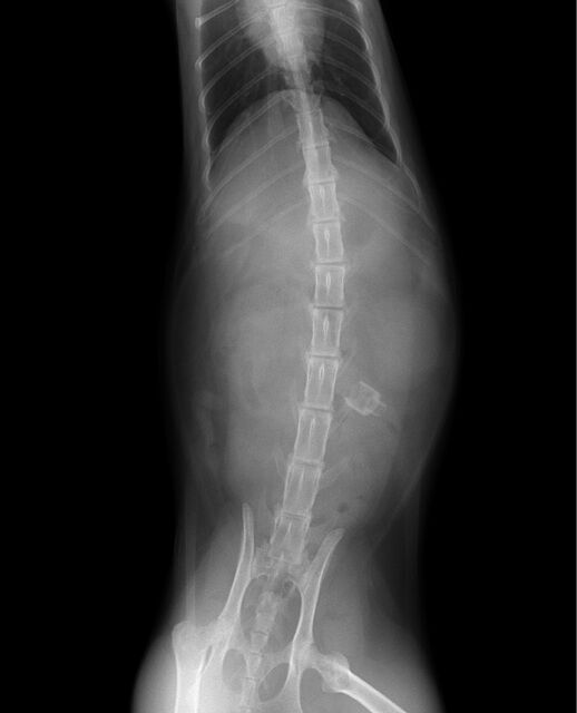 猫の誤飲  症例報告  動物病院をお探しの方にお役立てになれる最新 