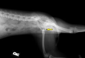 仁木あんず－股関節Ｌ－術前1