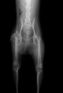 仁木あんず－股関節ＶＤ-術後