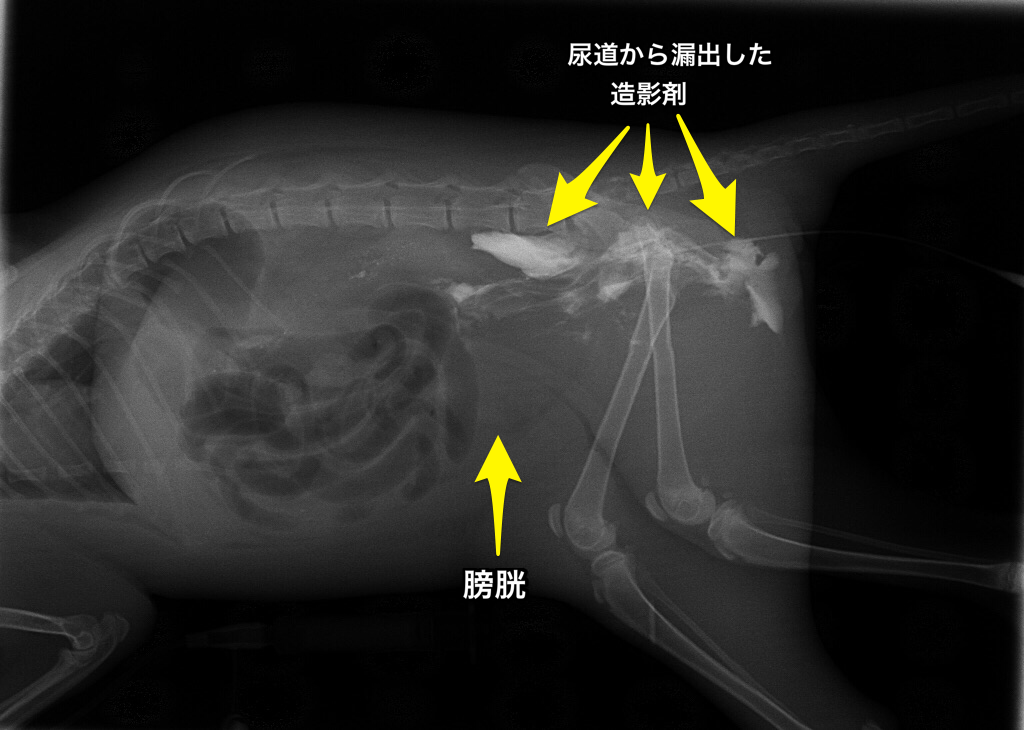 交通事故で尿道が破壊され 尿道転移術を行った子猫 症例報告 動物病院をお探しの方にお役立てになれる最新情報を発信 大阪市の動物病院はフジタコーポレーション株式会社