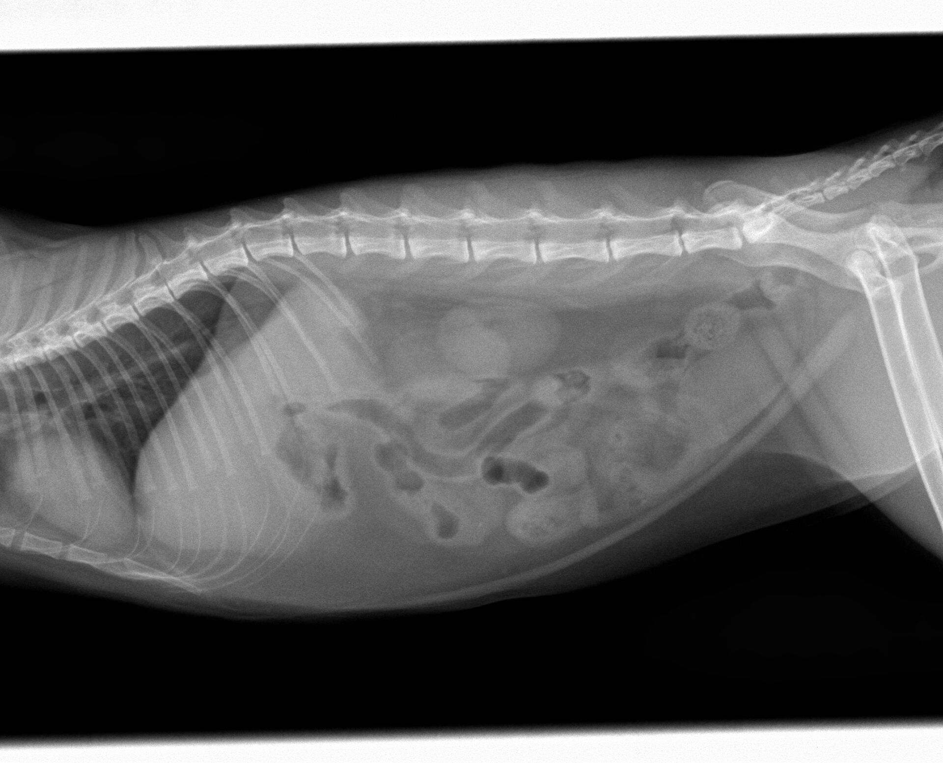 ネコちゃんの誤嚥 症例報告 動物病院をお探しの方にお役立てになれる最新情報を発信 大阪市の動物病院はフジタコーポレーション株式会社