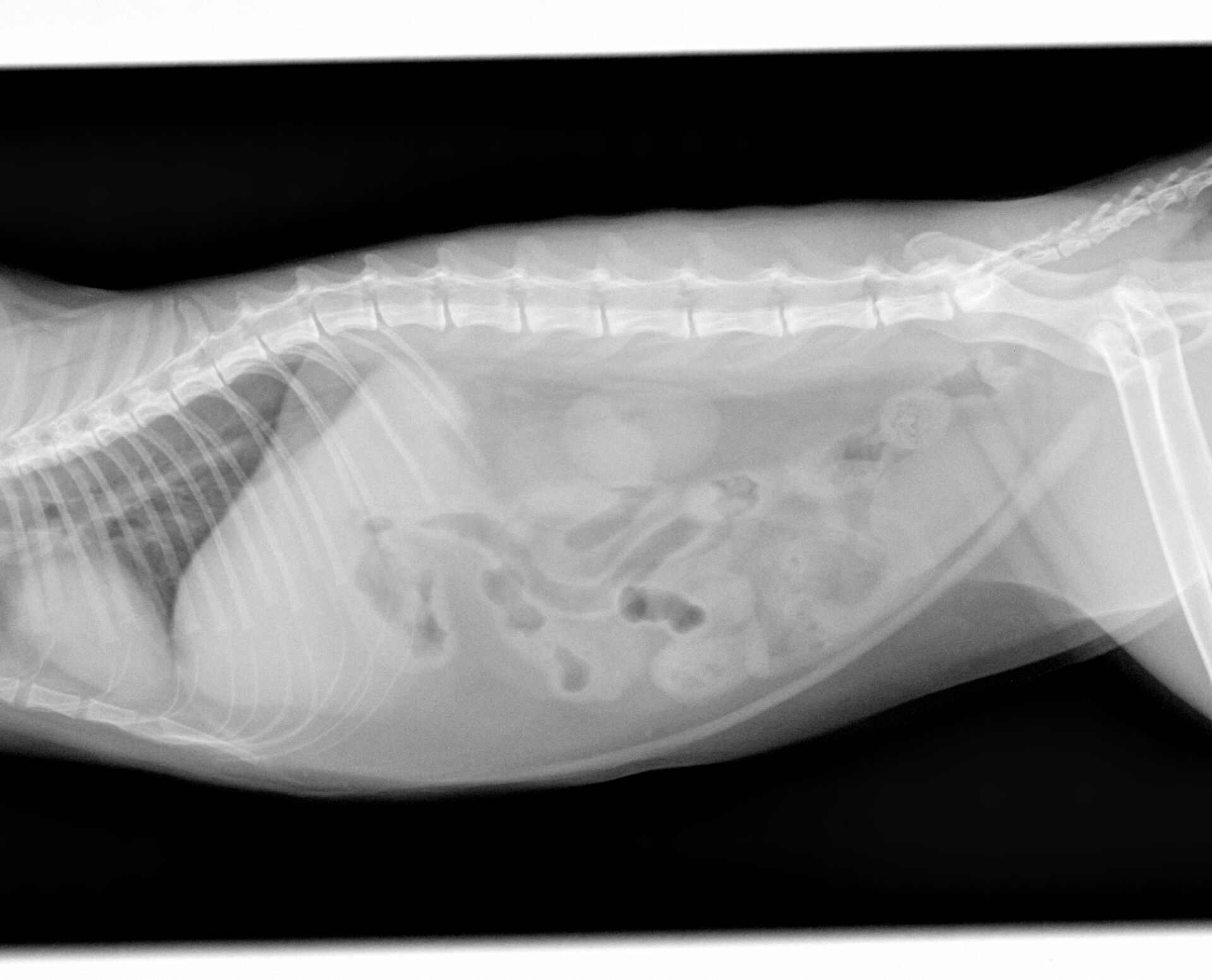 猫ちゃんの腸閉塞 症例報告 動物病院をお探しの方にお役立てになれる最新情報を発信 大阪市の動物病院はフジタコーポレーション株式会社